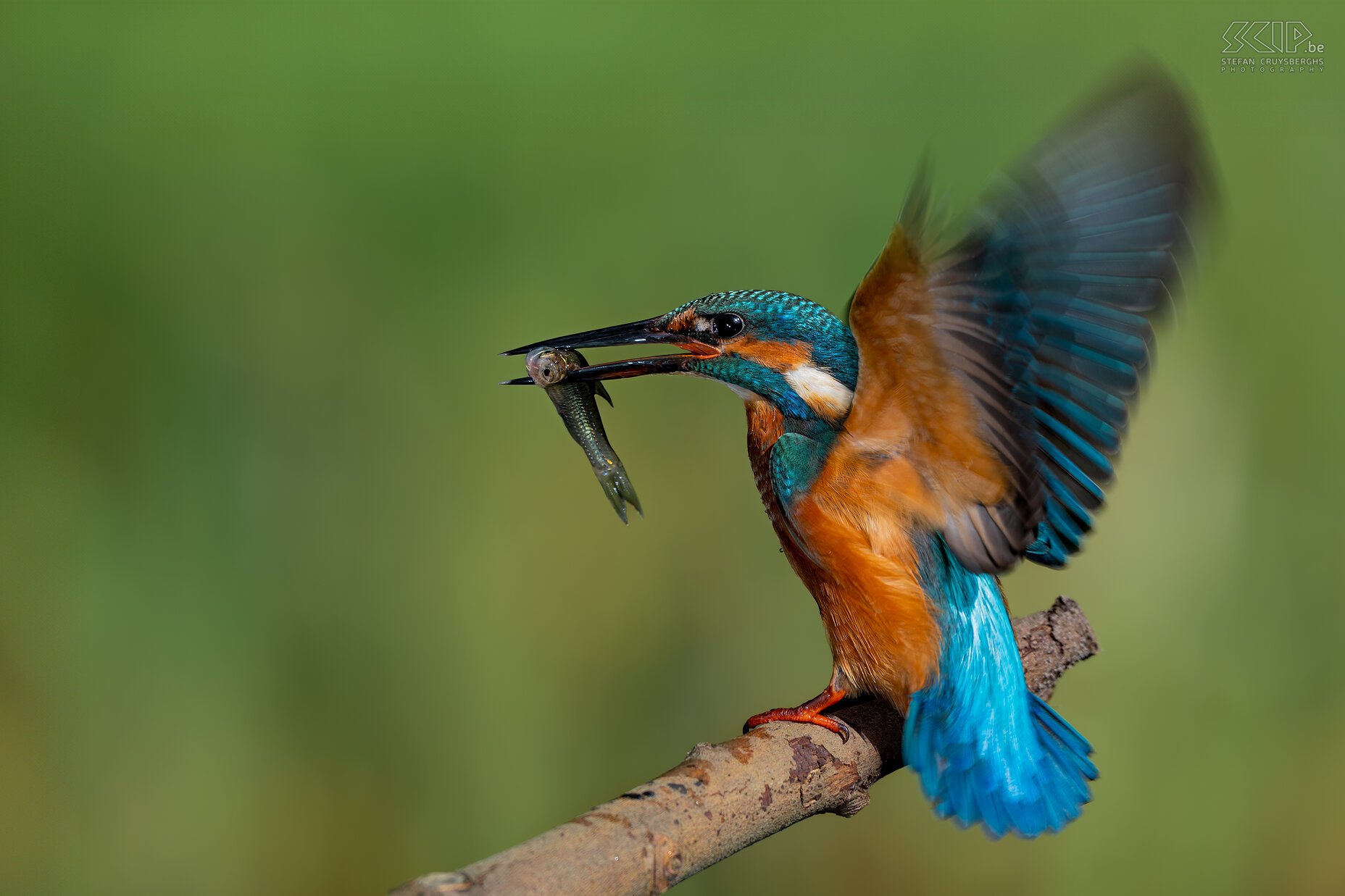 Kingfisher One of the most beautiful birds in our country: the kingfisher.<br />
 Stefan Cruysberghs